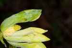 Cucumber tree